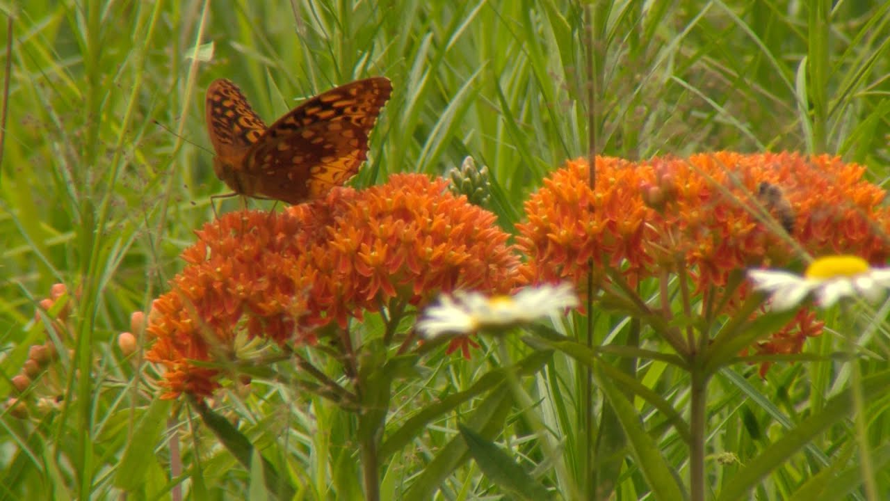 Nature at Home-Butterfly Gardens