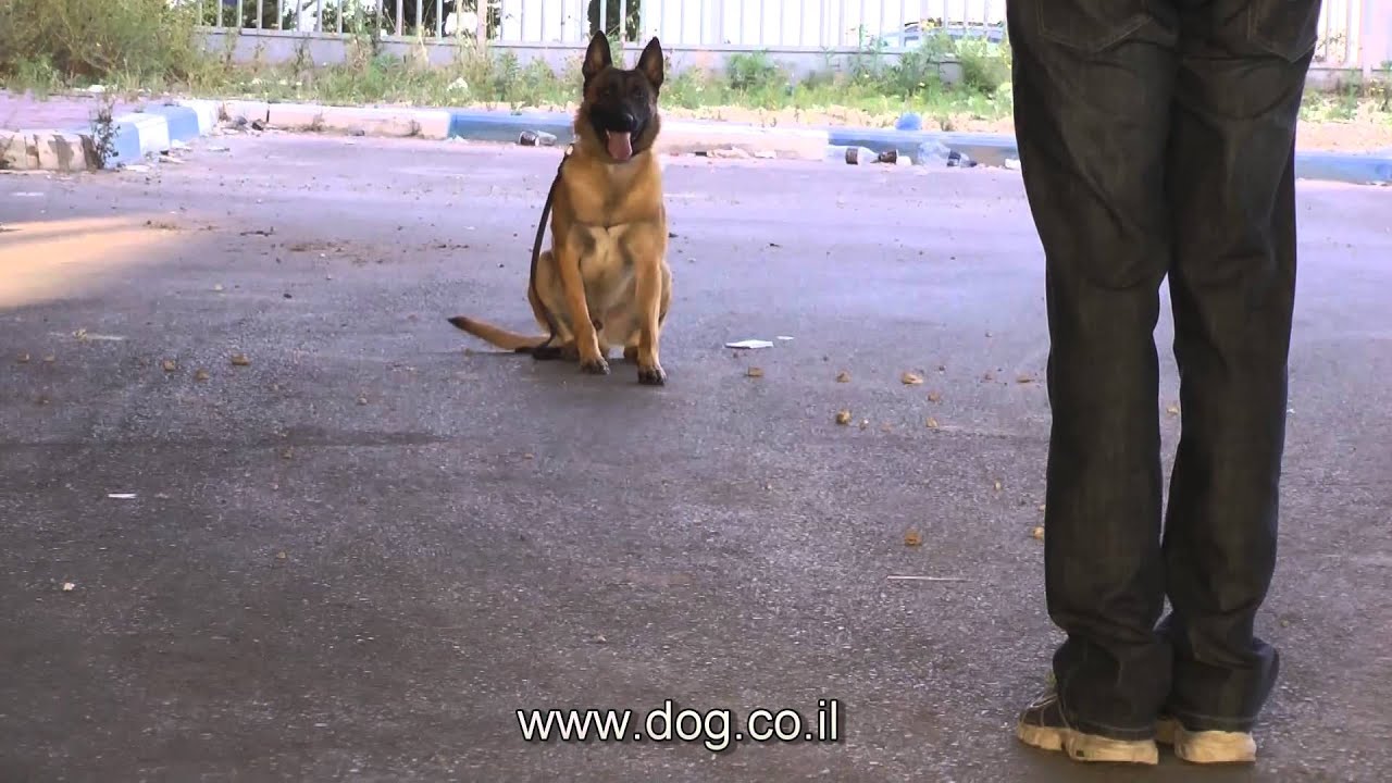 Malinois