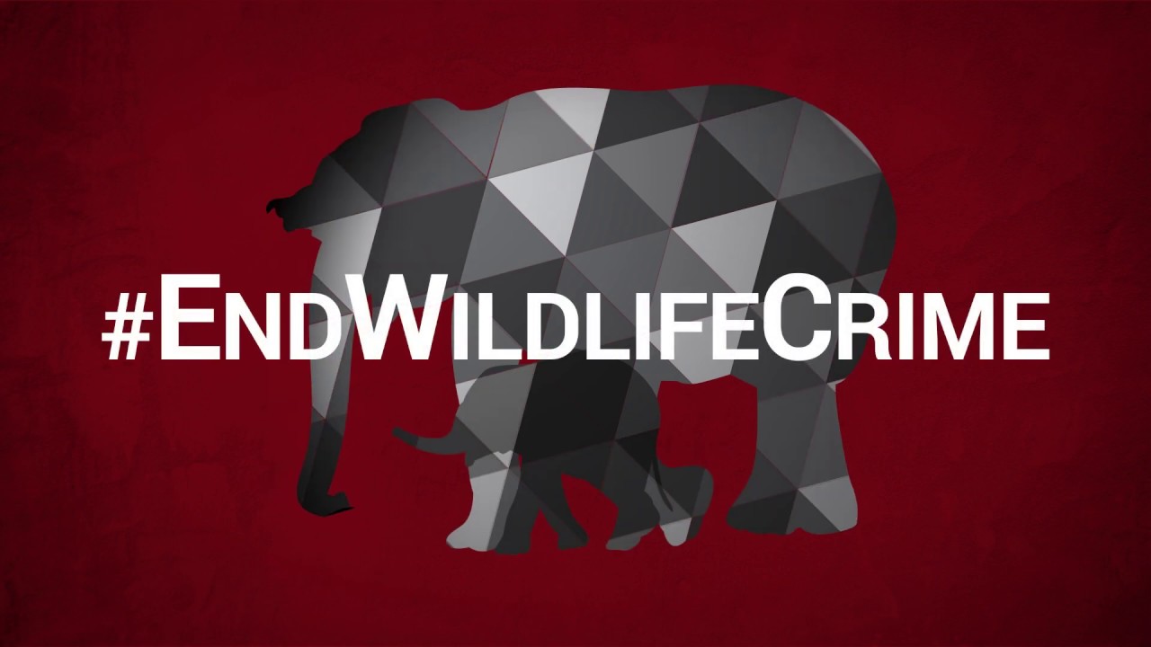 Voices for wildlife campaign: the highlights