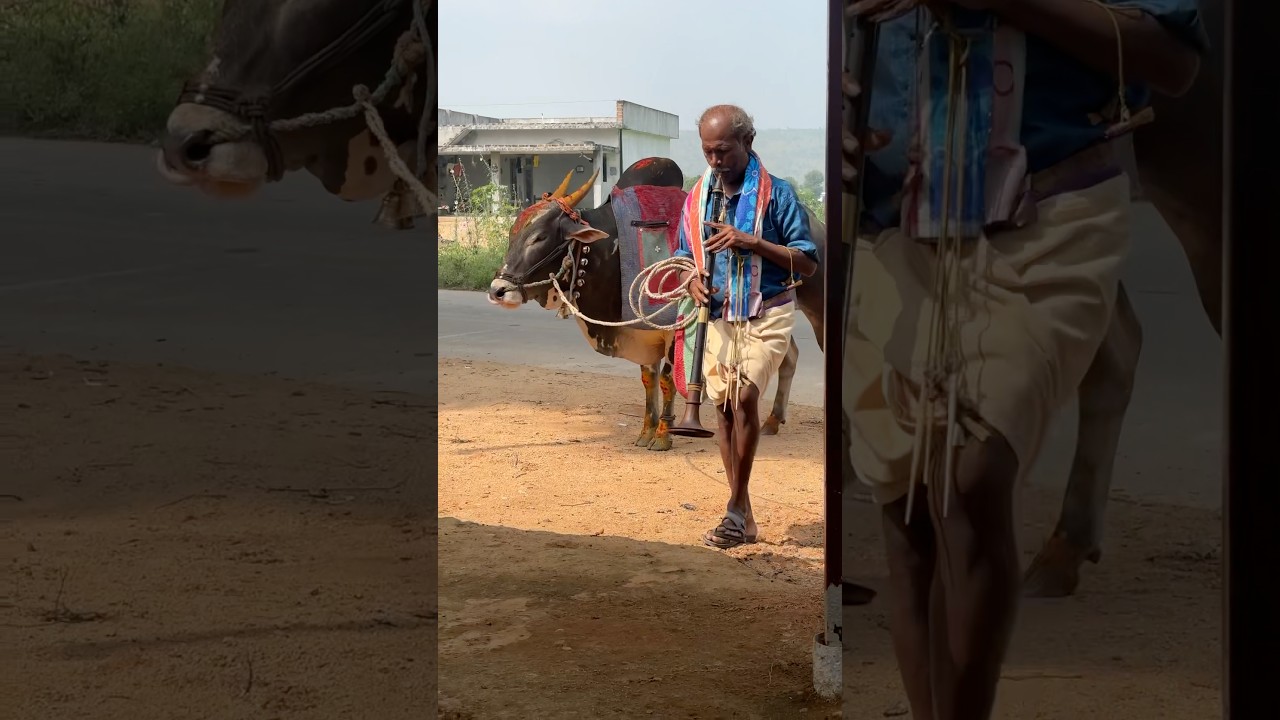 గంగిరెద్దు స్పీక్ బుల్ ఎద్దు 
