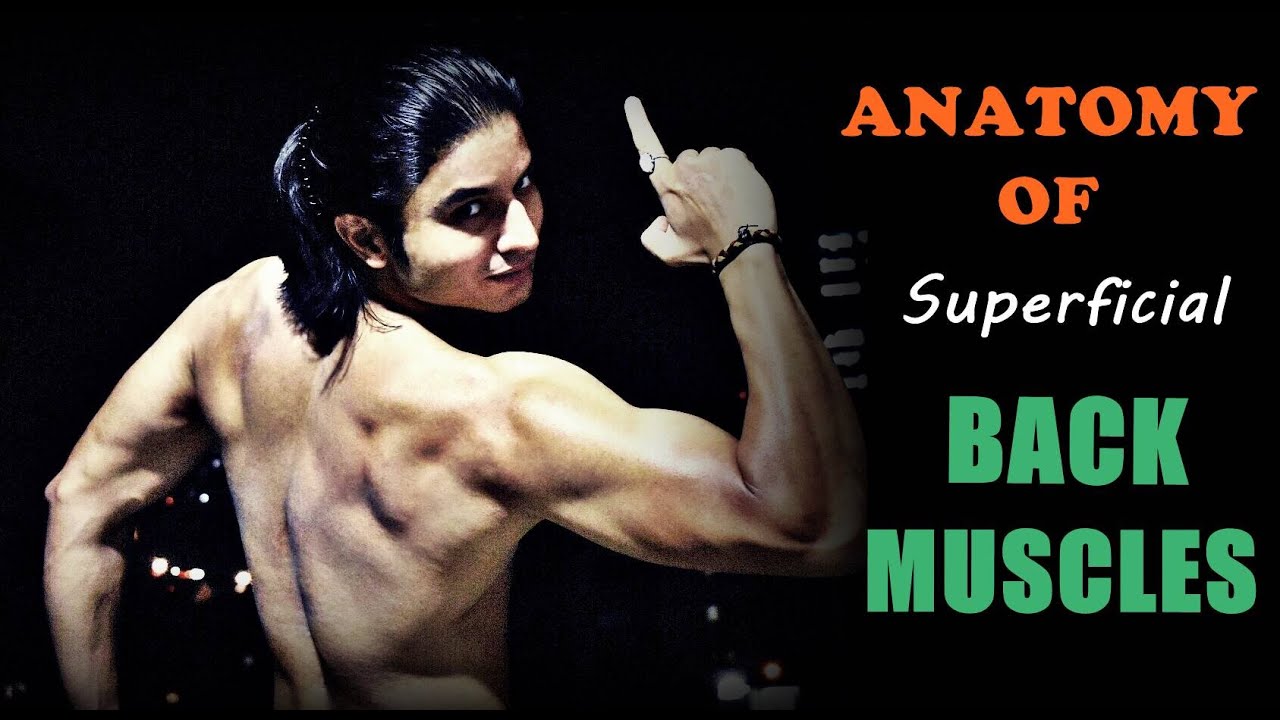 Anatomy of 'Superficial' BACK MUSCLES | Classification of Back in Bodybuilding | by Abhinav Tonk