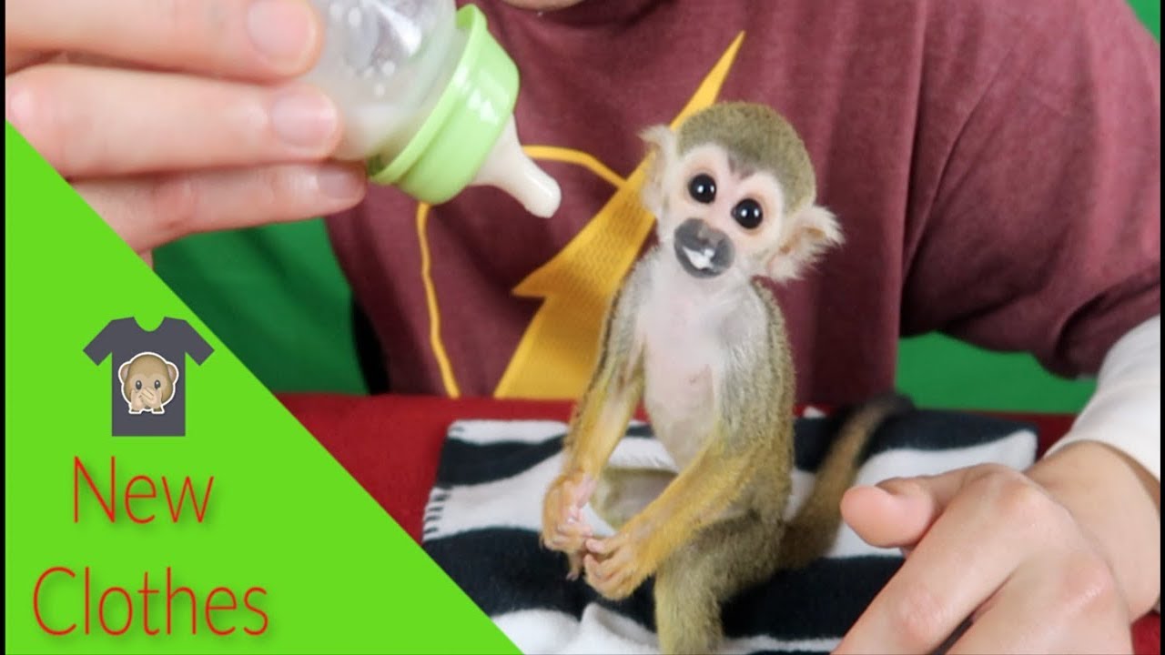 Baby Monkey oLLie tries out new cLothes (FUN TIME!)