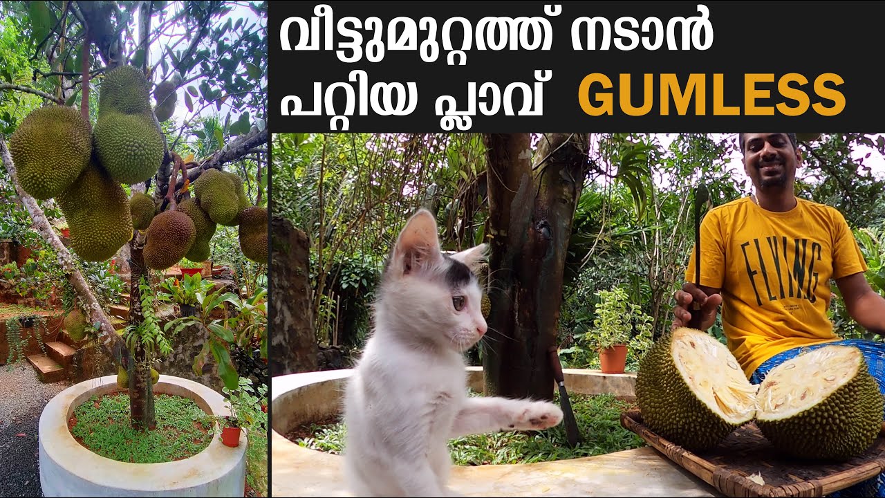 വീട്ടു മുറ്റത്ത് ധൈര്യമായി വെയ്ക്കാം | Gumless JACKFRUIT Malayalam  | Panda kuttan