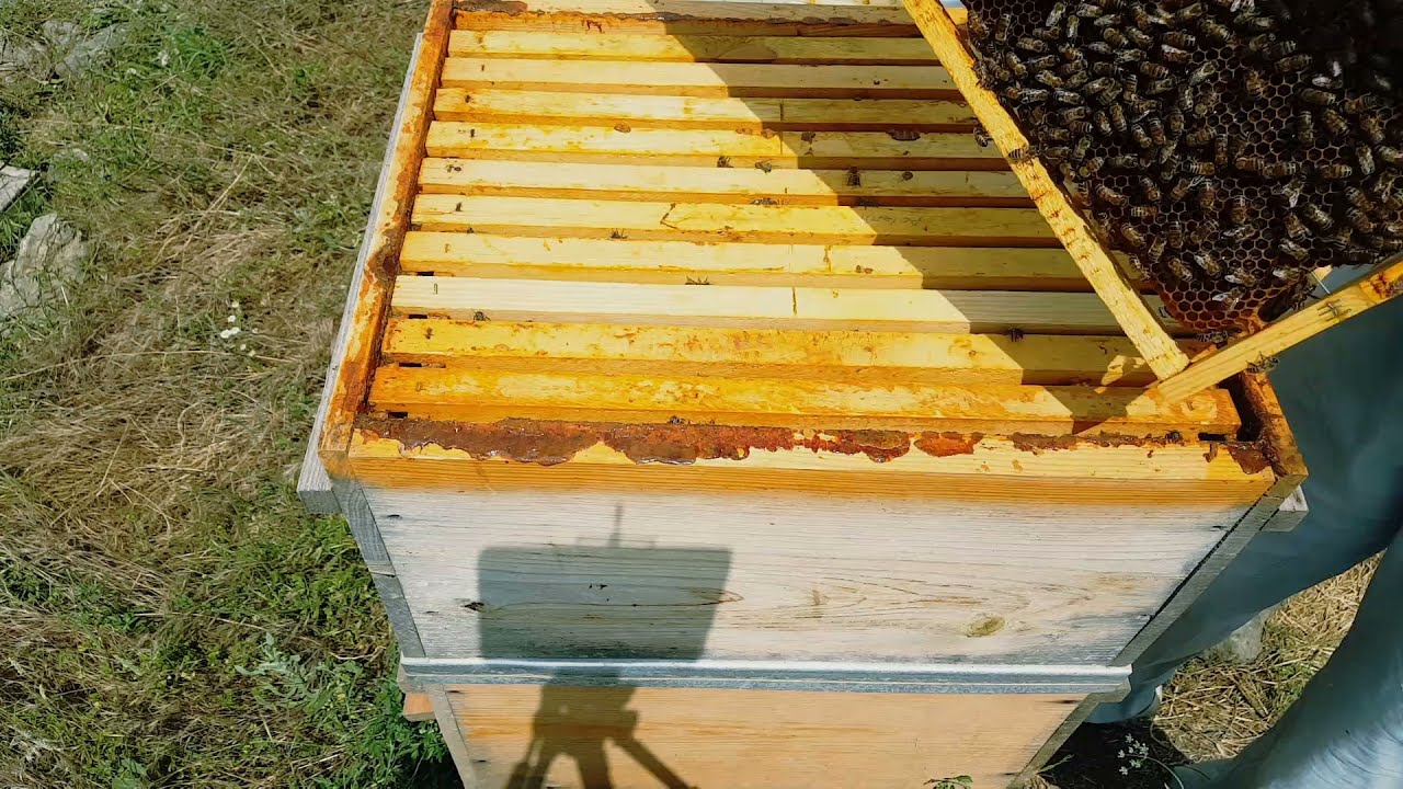 23 HAZİRAN 2021 BALA GİDEN ARIMIZDAN 2 TANE BÖLME ALDIK