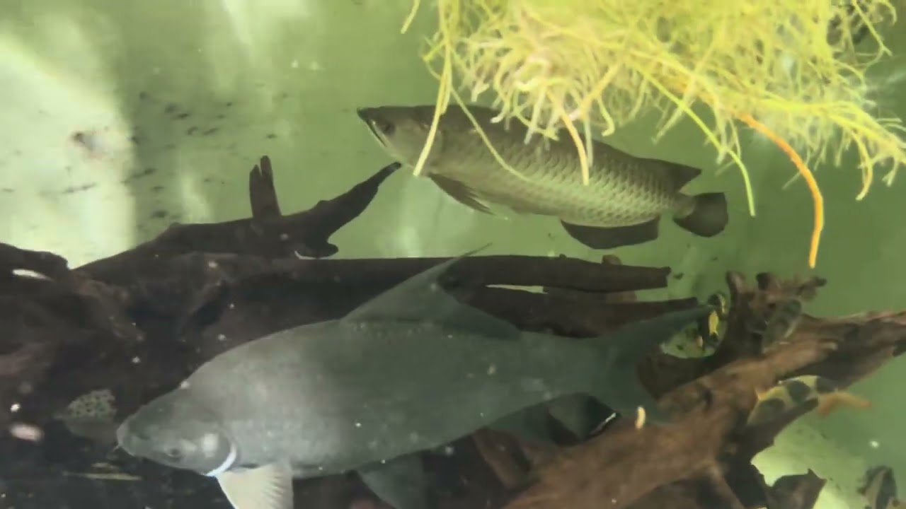 Asian inner pond - November 2025
