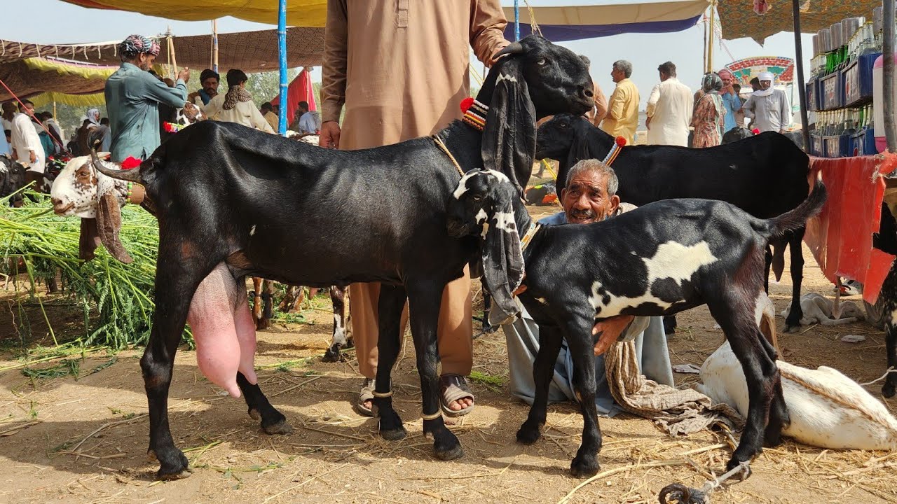 3 March 2026 Live  Sahiwal Bakra Mandi Top Class Beetal Milking Goats With Kids-Breeders Bakre 