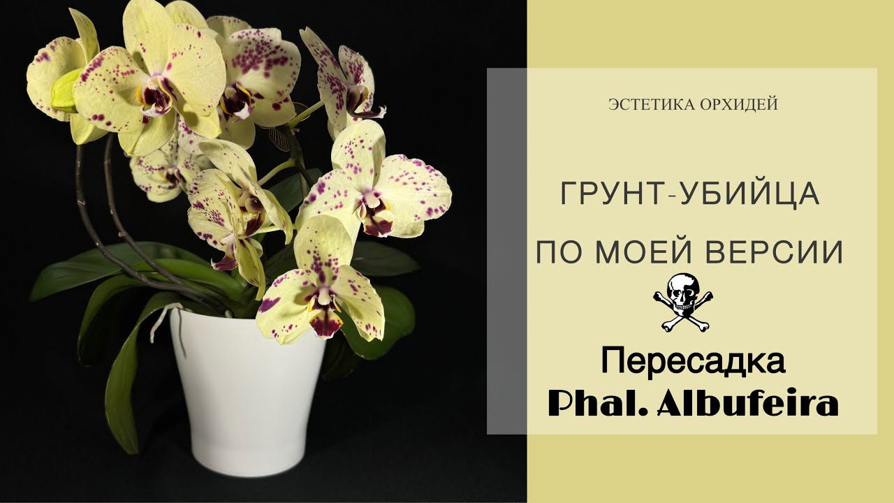 Два года в классической посадке. Грунт пахнет прелым. Корни не айс. Молодой свежий мох в дело👍🏻