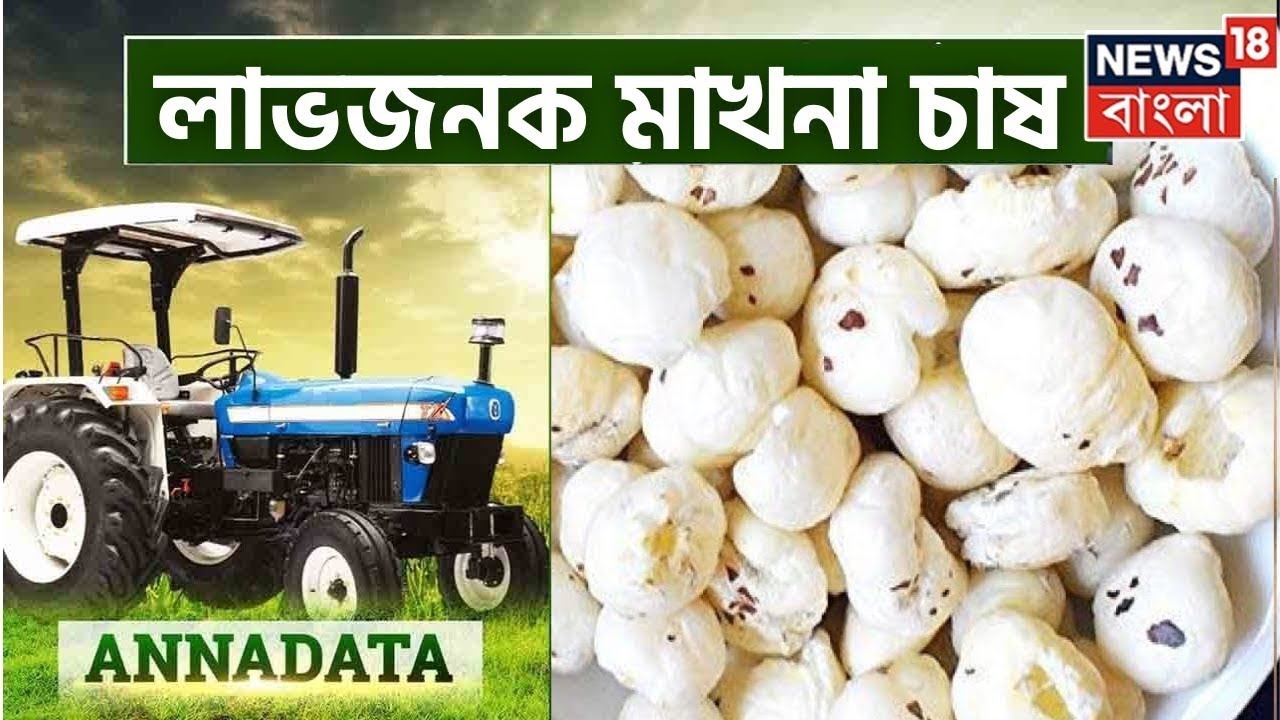 Annadata : লাভজনক মাখনা চাষ, দেখুন অন্নদাতা।  Bangla News
