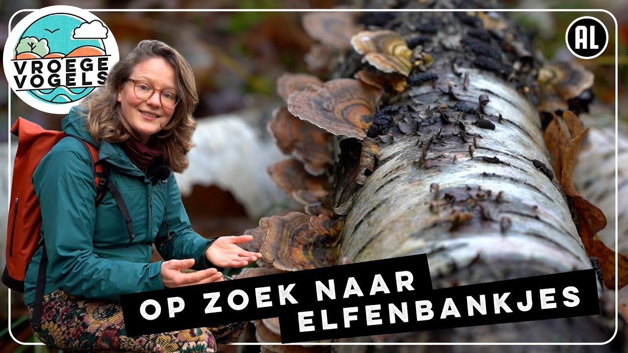 Het gewone elfenbankje | Expeditie 10 | Vroege Vogels