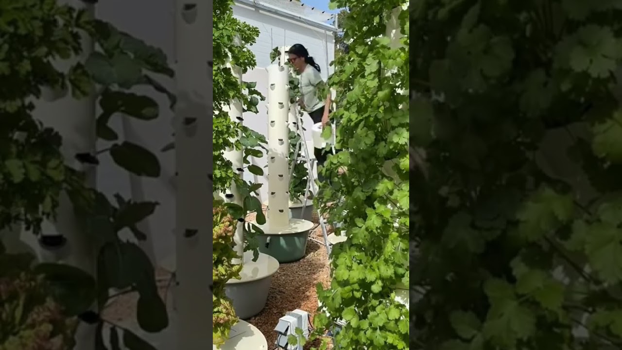 Qu&eacute; podemos cultivar en un sistema hidrop&oacute;nico vertical #plantas #huerta #jardin #agricultura