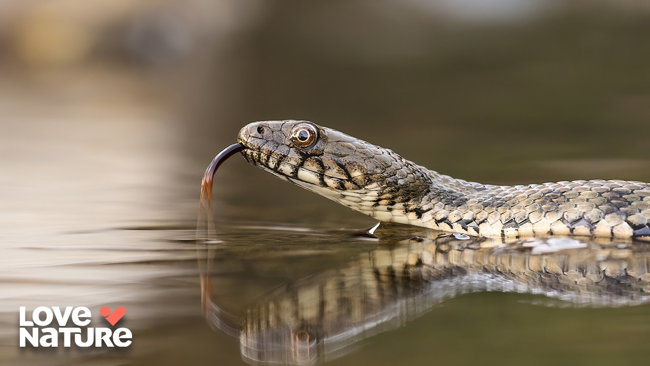 Watersnake Makes Comeback From Brink of Extinction | Great Lakes Wild 103