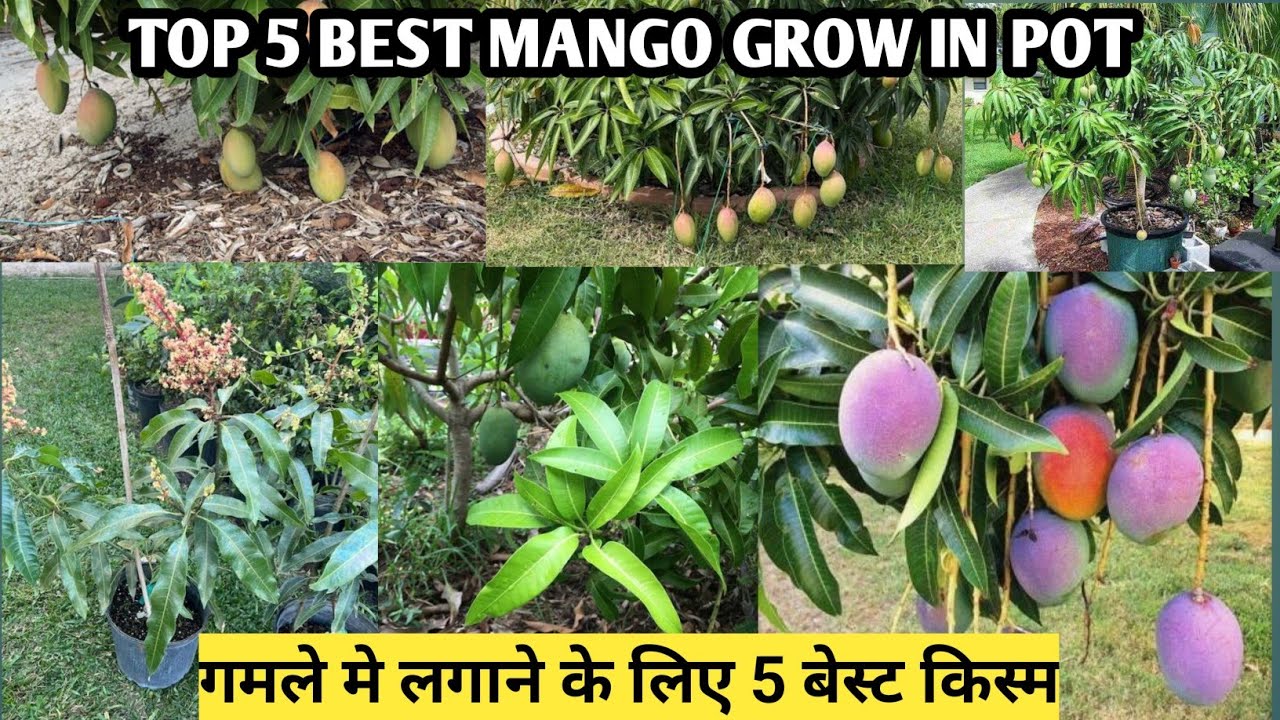 Top 5 Dwarf Mango Verity In Pot | Best Mango Verity Grow In Pot | गमले के लिए सबसे अच्छा आम