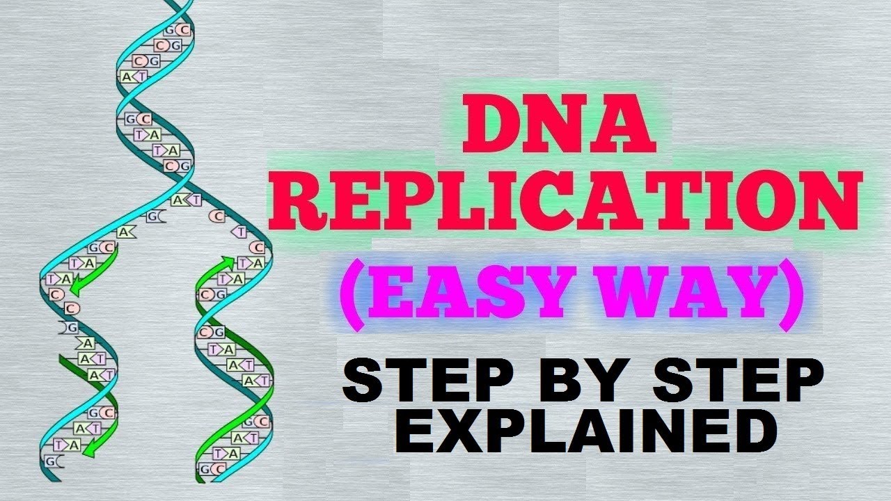 DNA REPLICATION (EASY WAY) / STEP BY STEP OF EUKARYOTIC  CELL