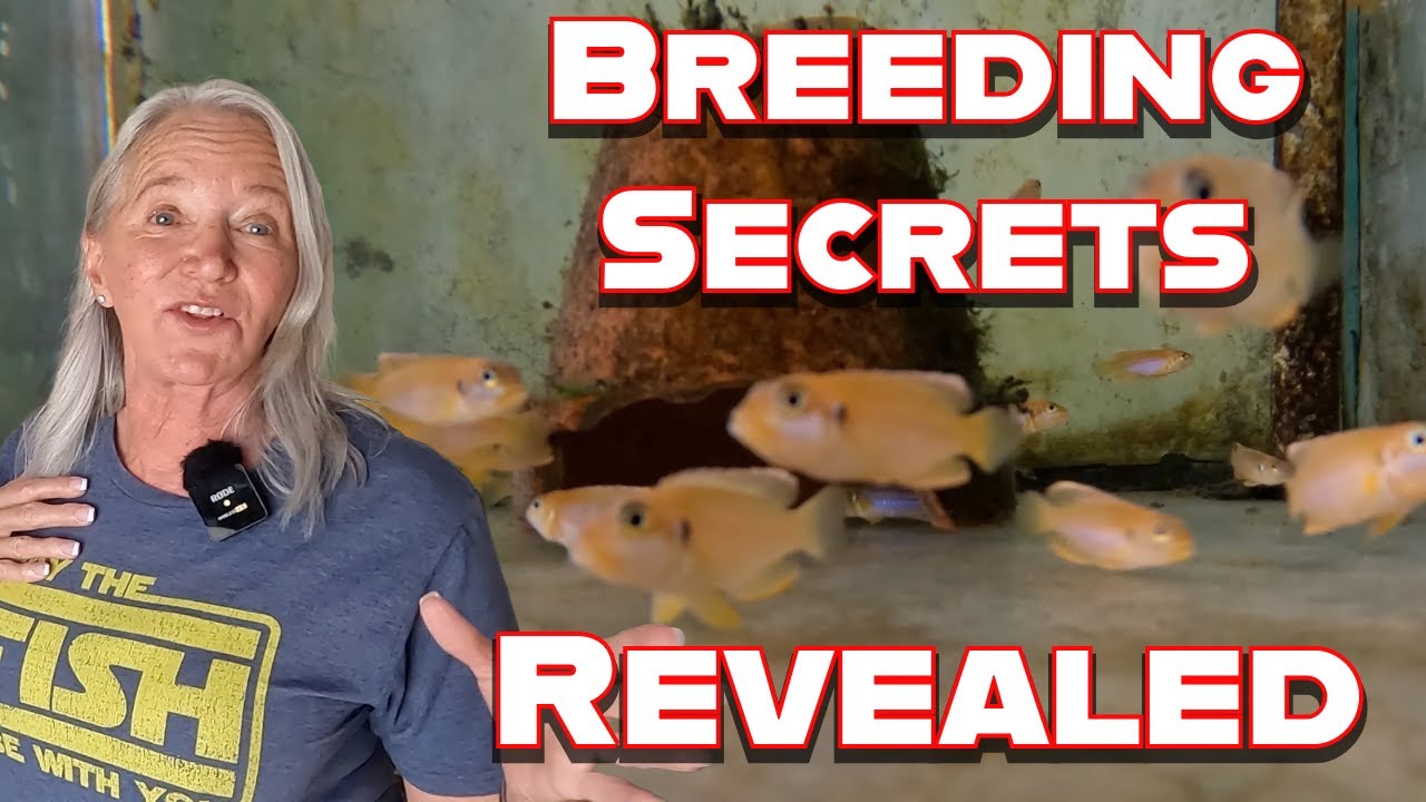 BREEDING SECRETS REVEALED: How Gold Ocellatus Are Raised at America’s Largest African Cichlid Farm!