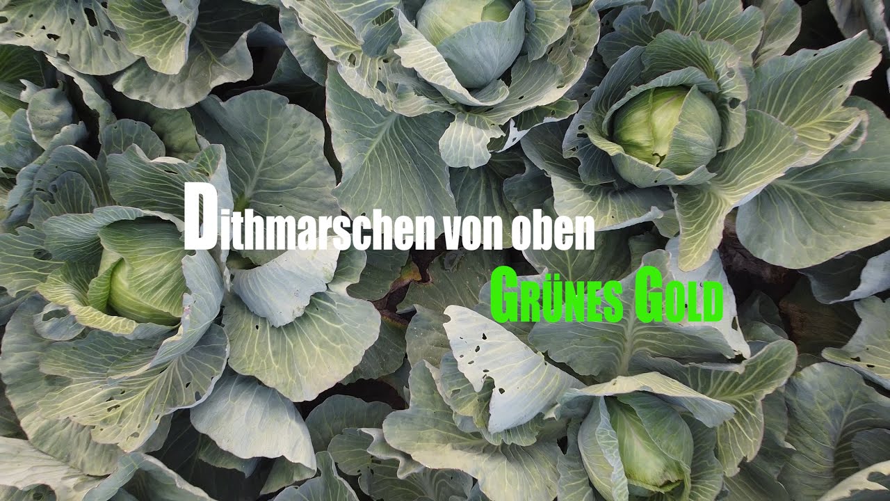 Dithmarschen von oben: Gr&uuml;nes Gold