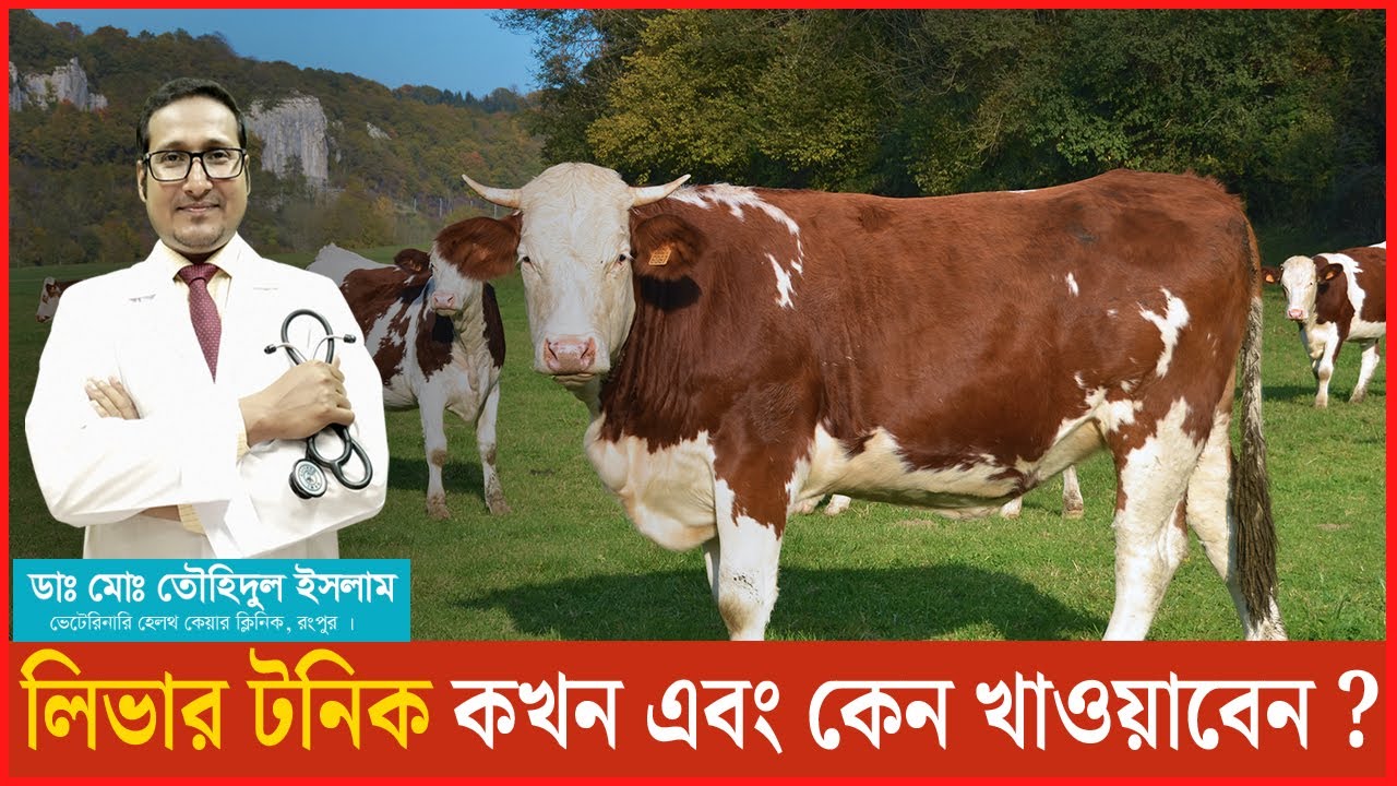 গরুকে লিভার টনিক কখন এবং কেন খাওয়াবেন । লিভার টনিকের কাজ। Liver Tonic | Dr.Touhidul Islam