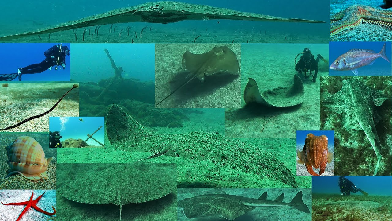 Buceo en Abades 09-04-2022