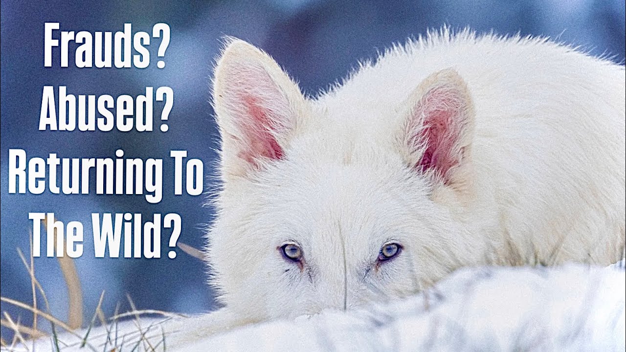 EXPOSING The TRUTH About Colossal’s Dire Wolves!