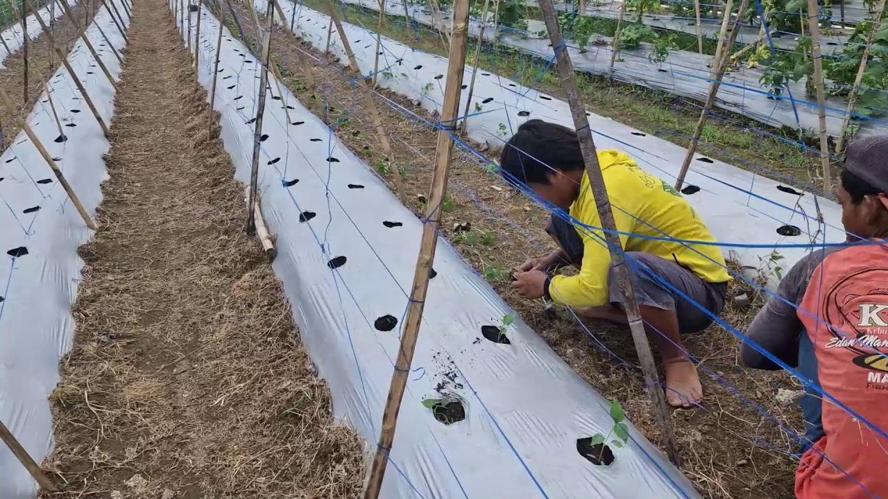 CHILI PLANTING TRICK: GROW HEALTHY PLANTS AND GET ABUNDANT FRUITS! -agriculture farming