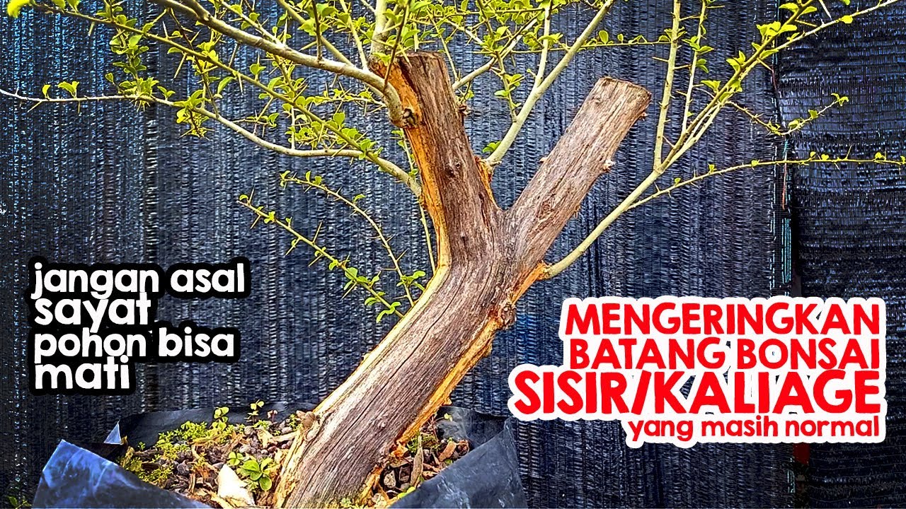 mengeringkan batang bonsai sisir untuk motif jin atau membuat keringan