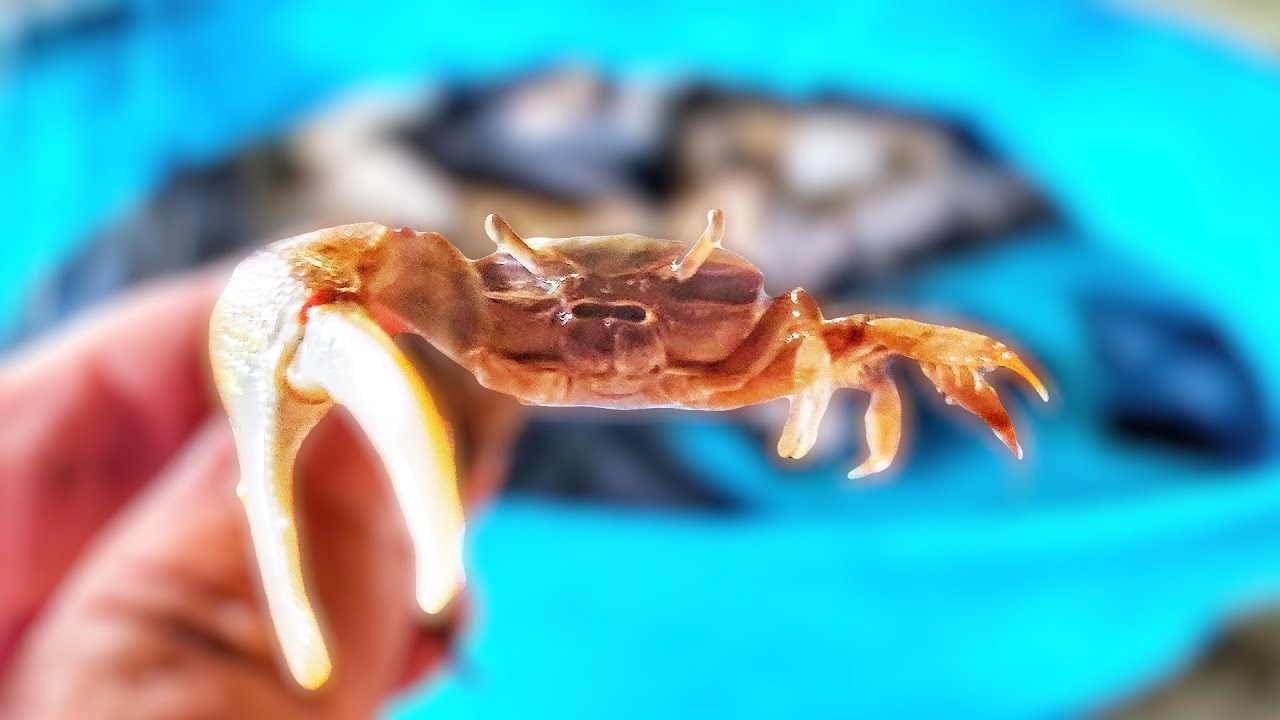 Keeping Fiddler Crabs Alive (Yearly Crabitat Cleaning)