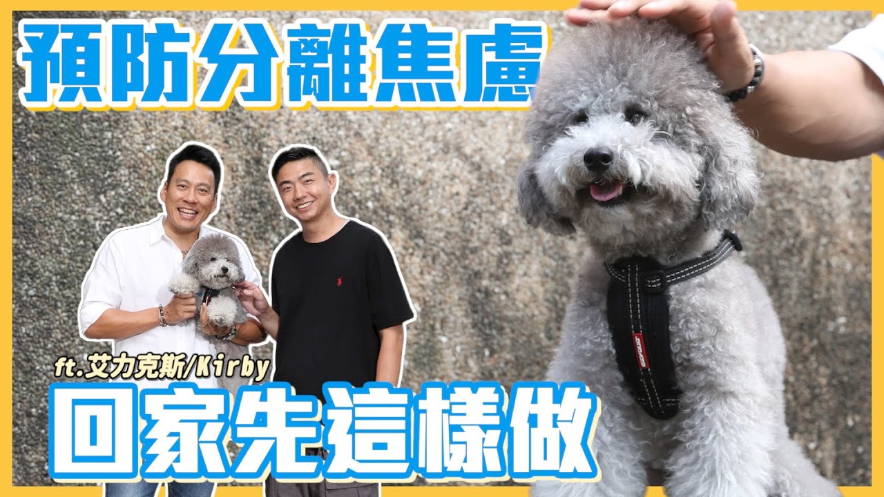 小貴賓最怕分離焦慮！飼主回家先做這步Feat.艾力克斯 / Kirby｜熊爸估狗