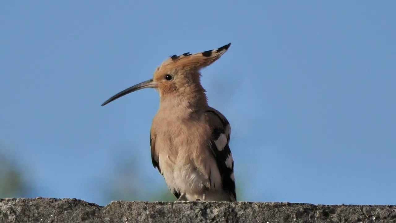 Kroatien Vogelbeobachtungen 2025
