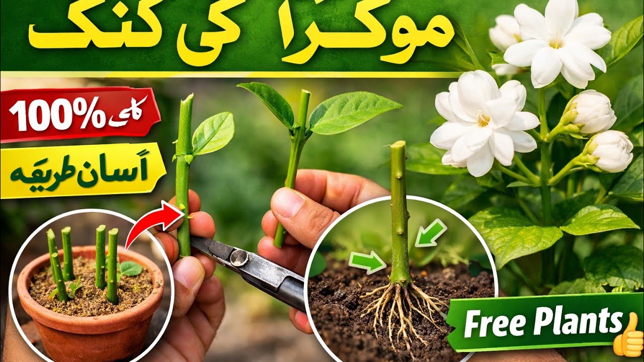 How to Grow Mogra from Cutting in urdu/hindi  | موگرا / موتیا پلانٹ کٹنگ مکمل گائیڈ