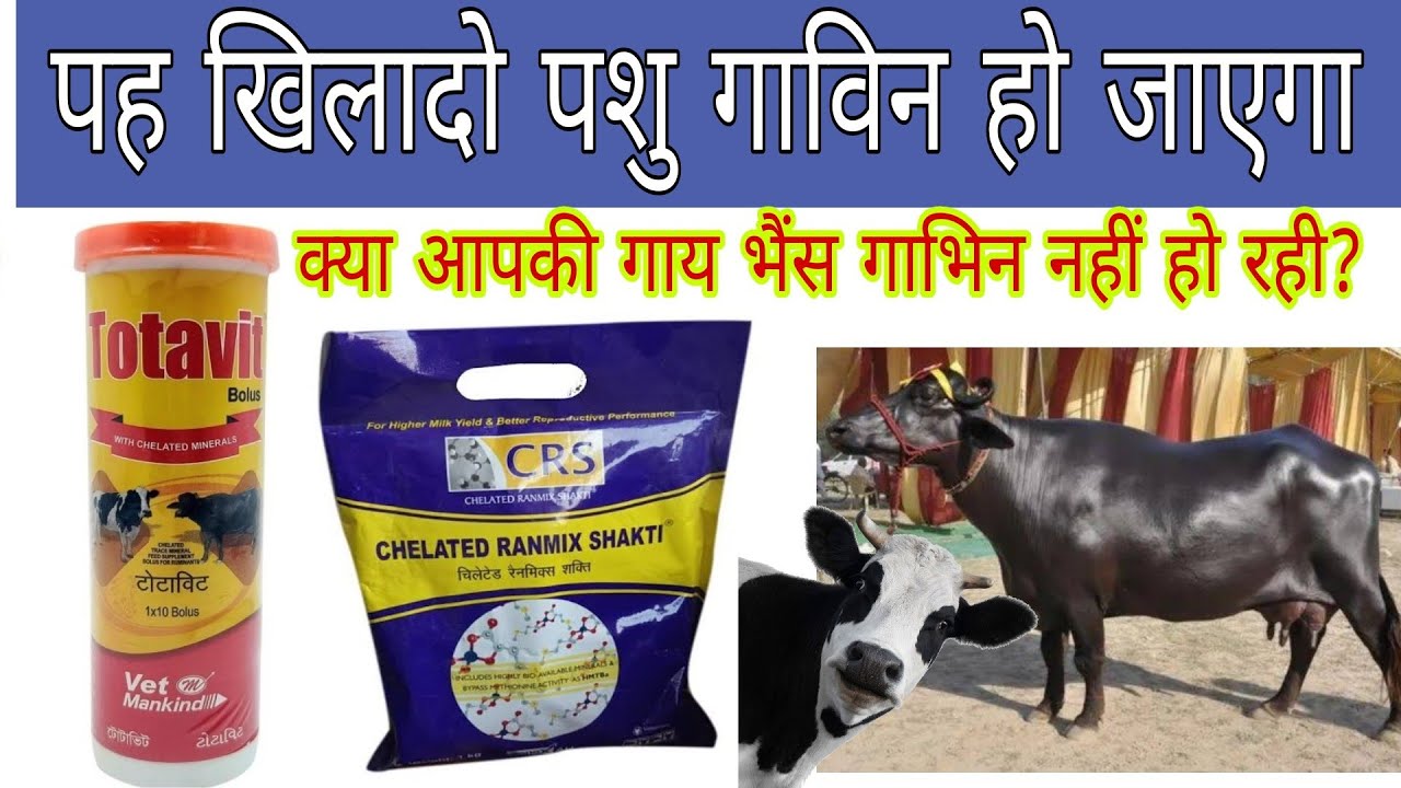 गाय भैंस गाभिन ठहराने का इलाज Crs powder and Totavit Bolus|| Veterinary