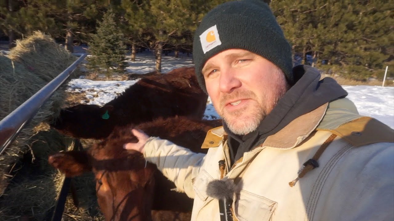 Best Beef Breed!