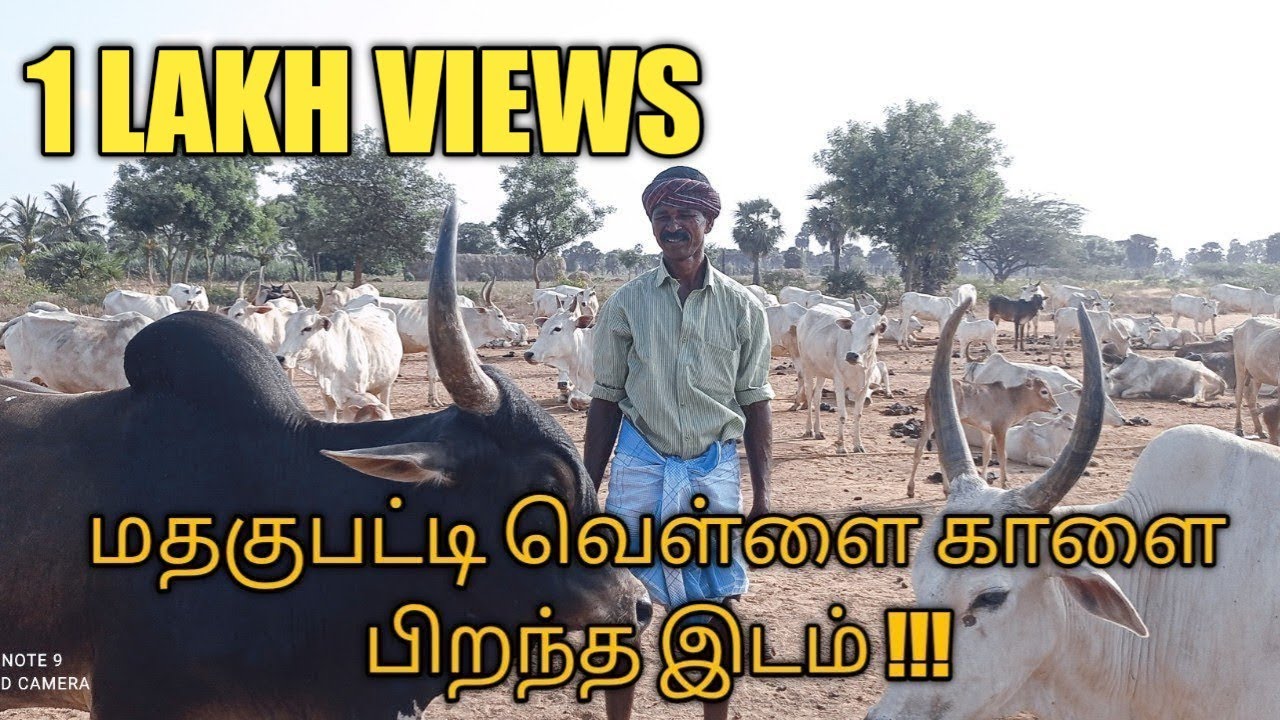 மதகுபட்டி வெள்ளை காளை பிறந்த இடம் || கிடை மாடுகள்