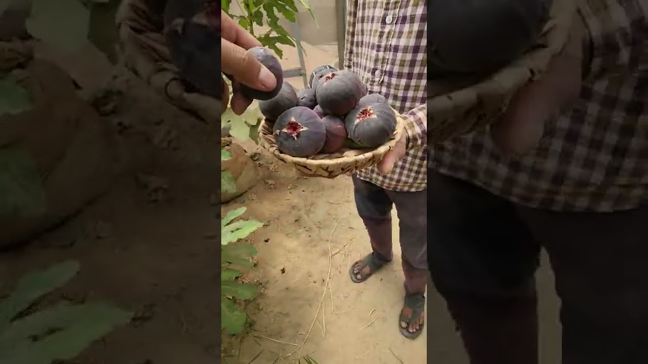 الاسباني الاسود    او العراقي  الاسود   تتوفر شتلات  لطلب ٠٥٥٤٠٠١١٥٧