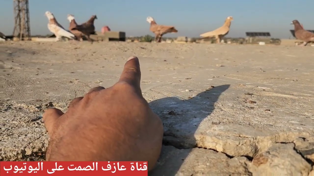 صيد وتخريج ومطيار واشكال واللوان مقطع بيه سبعين حض