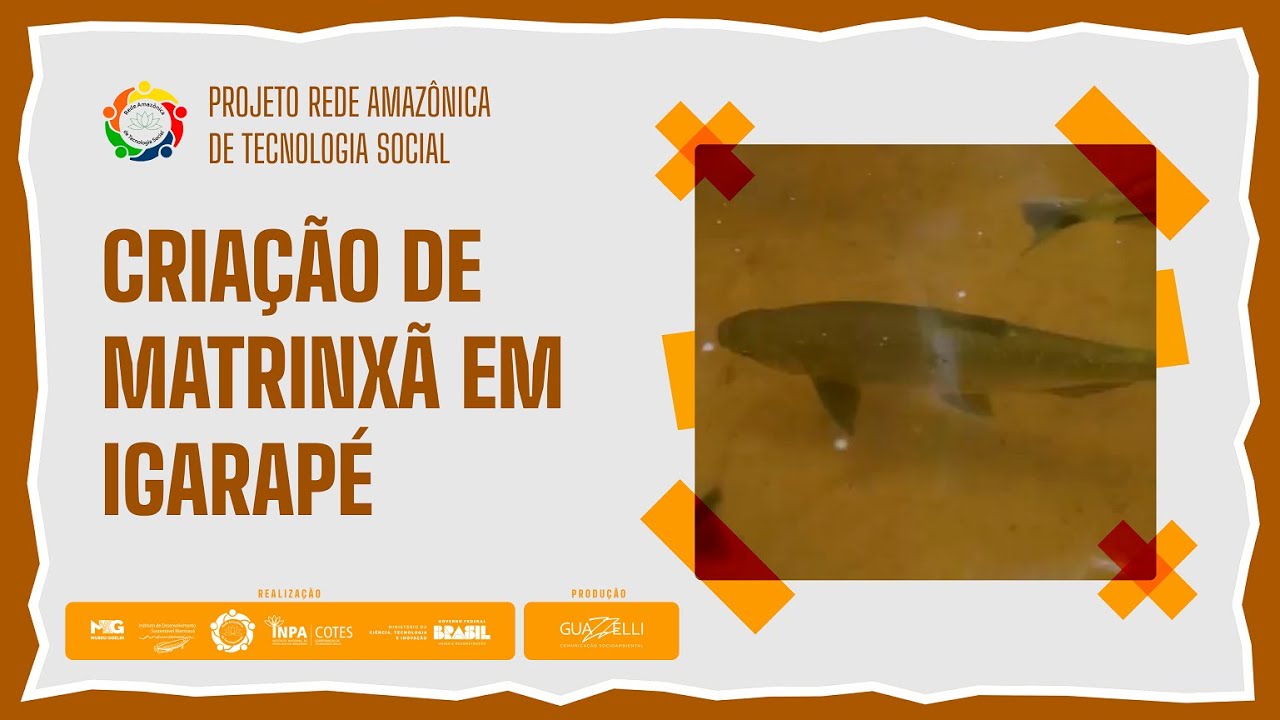 🎦Criação de Matrinxã em Igarapé 🐟: Promovendo a piscicultura sustentável.