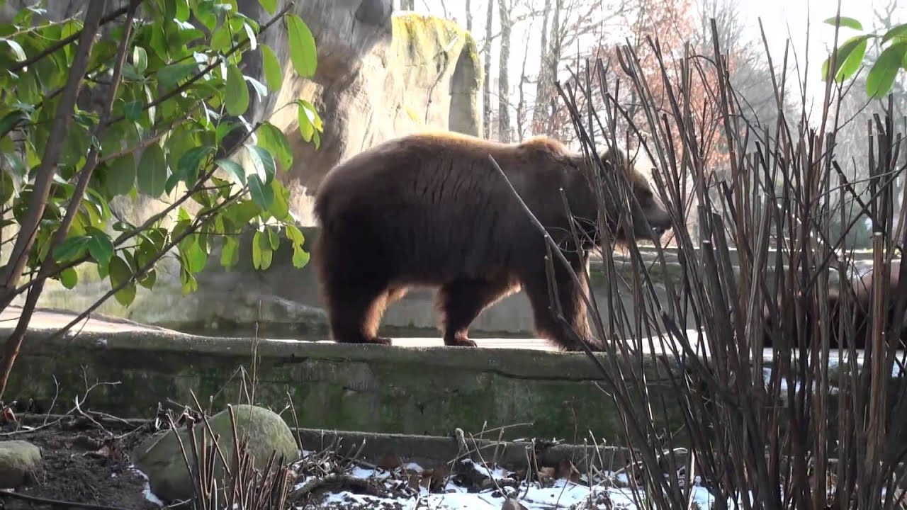 Tierpark Hagenbeck Hamburg Februar 2013 HD