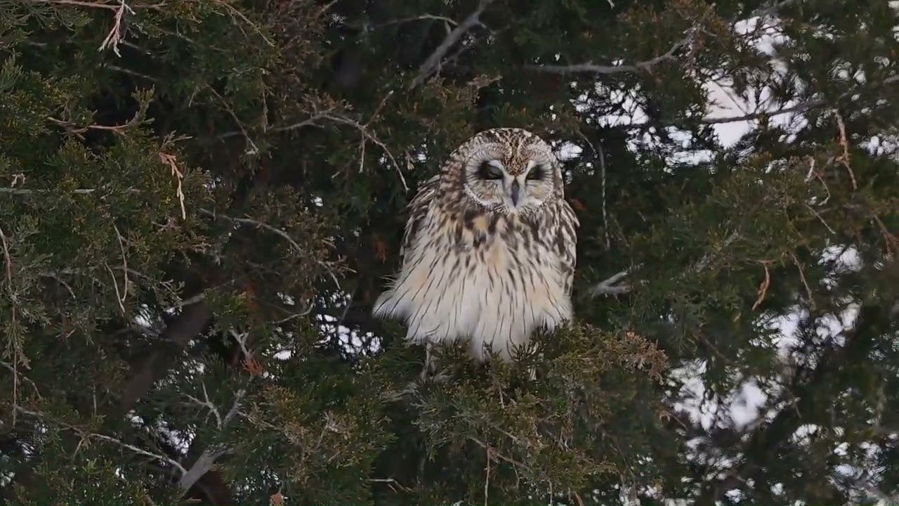 Short eared owl wing flex and grooming. Mel Diotte