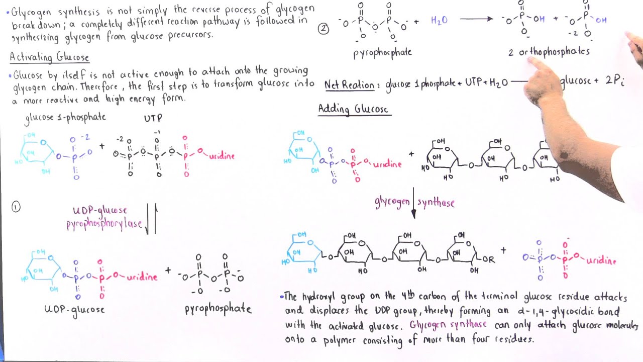 UDP-Glucose and Glycogen Elongation