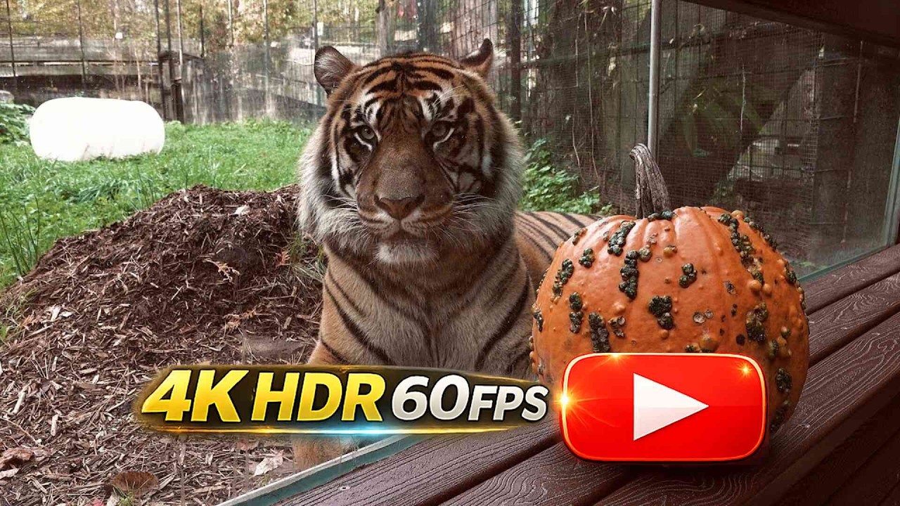 💮☀️ The Most Memorable Summer Moments at the Toronto Zoo 🐻🌳🦧 2021 (4K HRD)