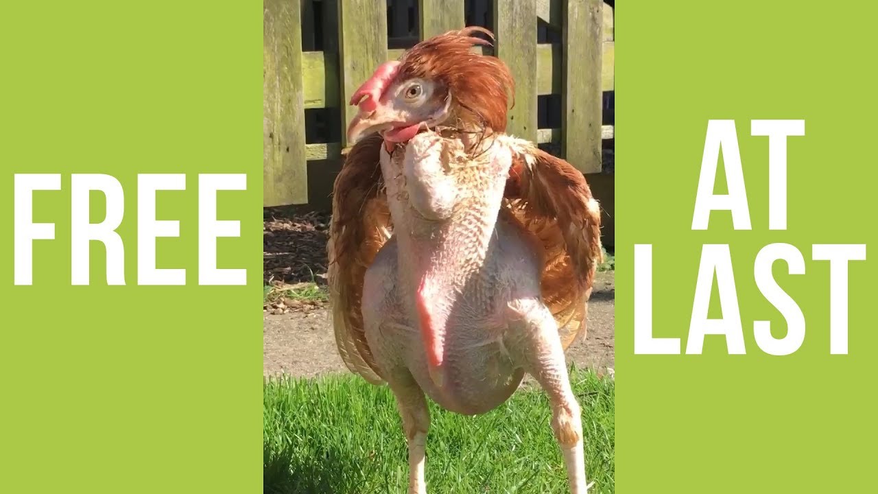 INCREDIBLE VIDEO: Caged Hen Experiences Freedom For The First Time