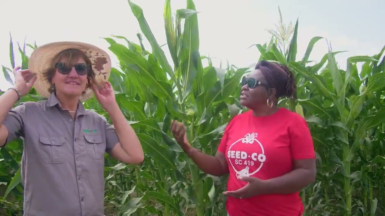 Winter Maize Challenge:  Managing your Crop at Tasseling Stage