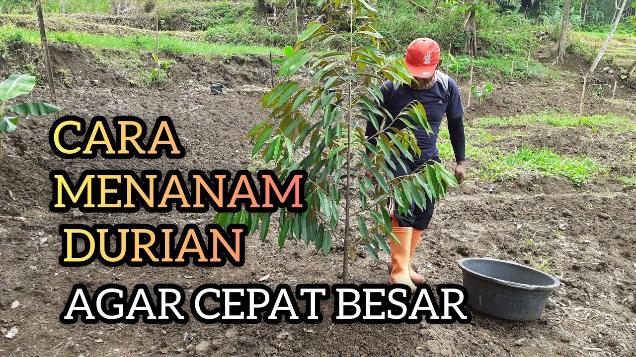 CARA MENANAM BIBIT DURIAN MUSANG KING