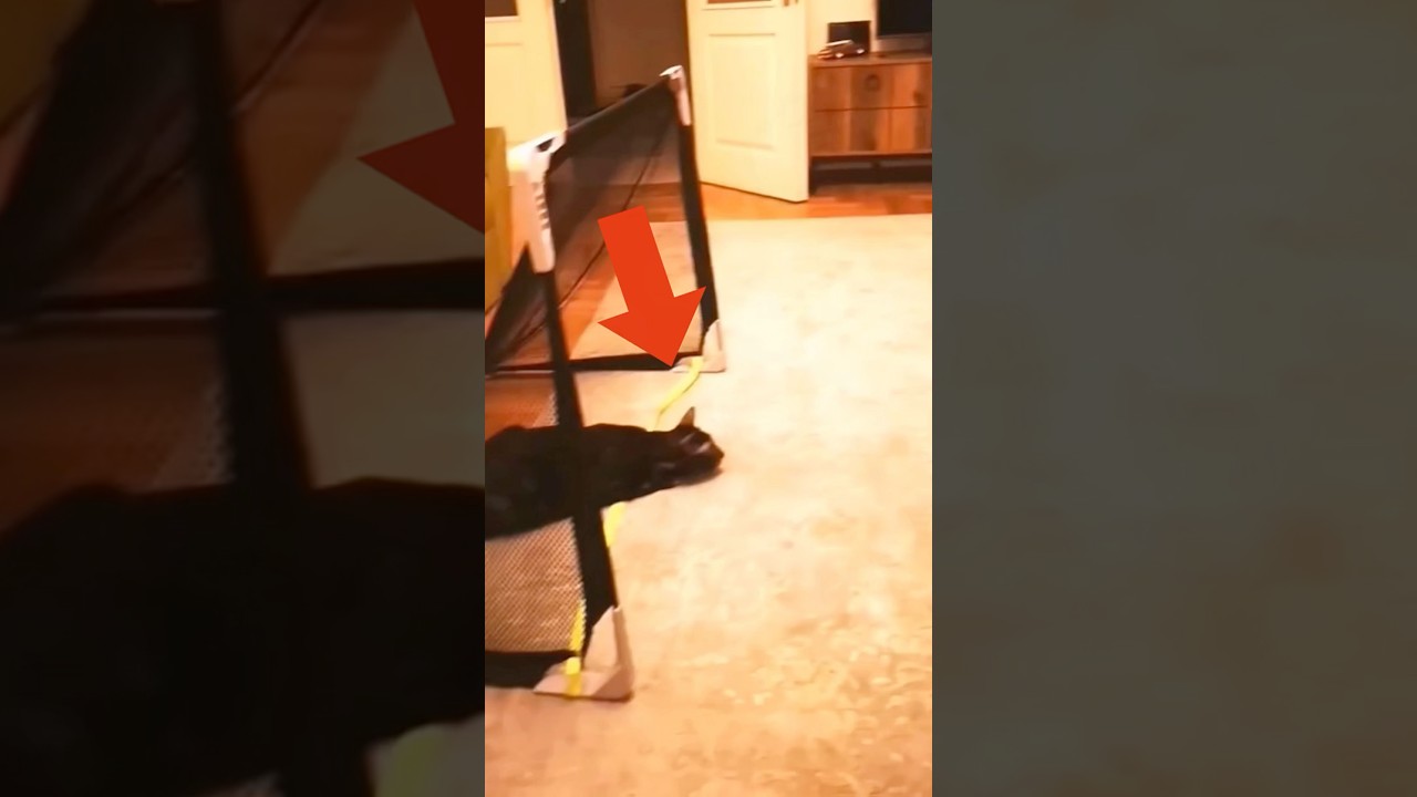 Cats react faster than lightning #shortvideo