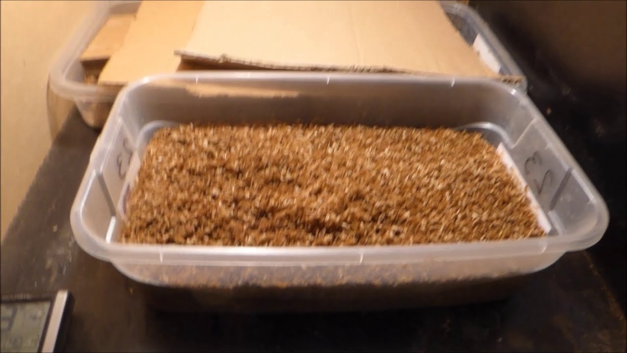 Black soldier fly egg hatching - how to increase your egg hatching success