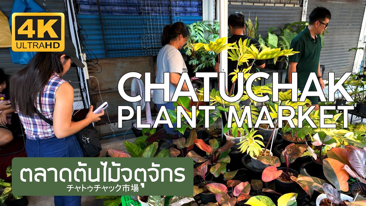 ตลาดต้นไม้จตุจักร 5 กุมภาพันธ์ 2569 Chatuchak Plant Market February 5th, 2026 チャトゥチャック市場 バンコク タイ
