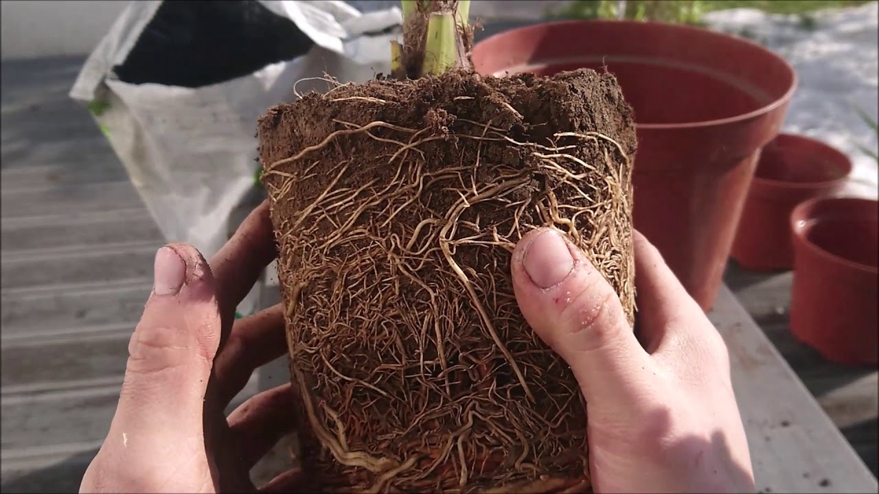 Chamaerops humilis, przesadzanie i odłędziny.