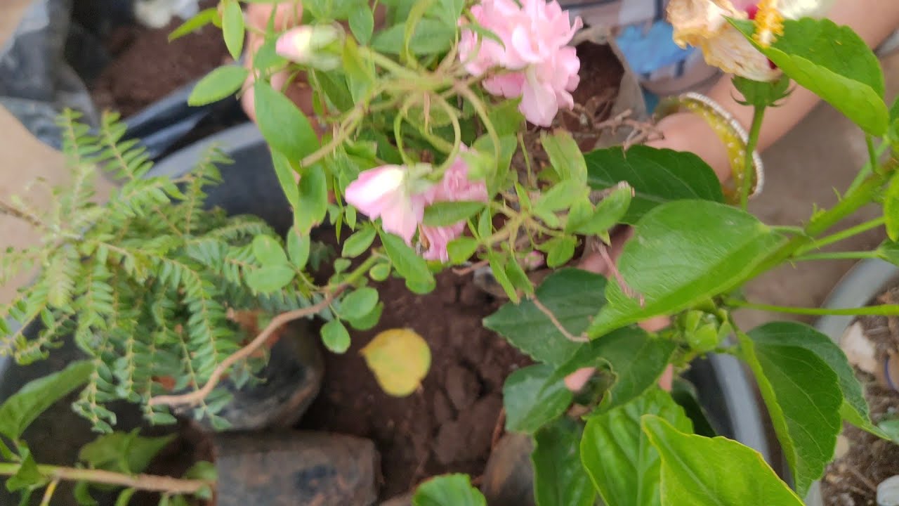 Repotting new plants brought from nursery... Hibiscus 🌺 Rose 🌹 curry leaves plants