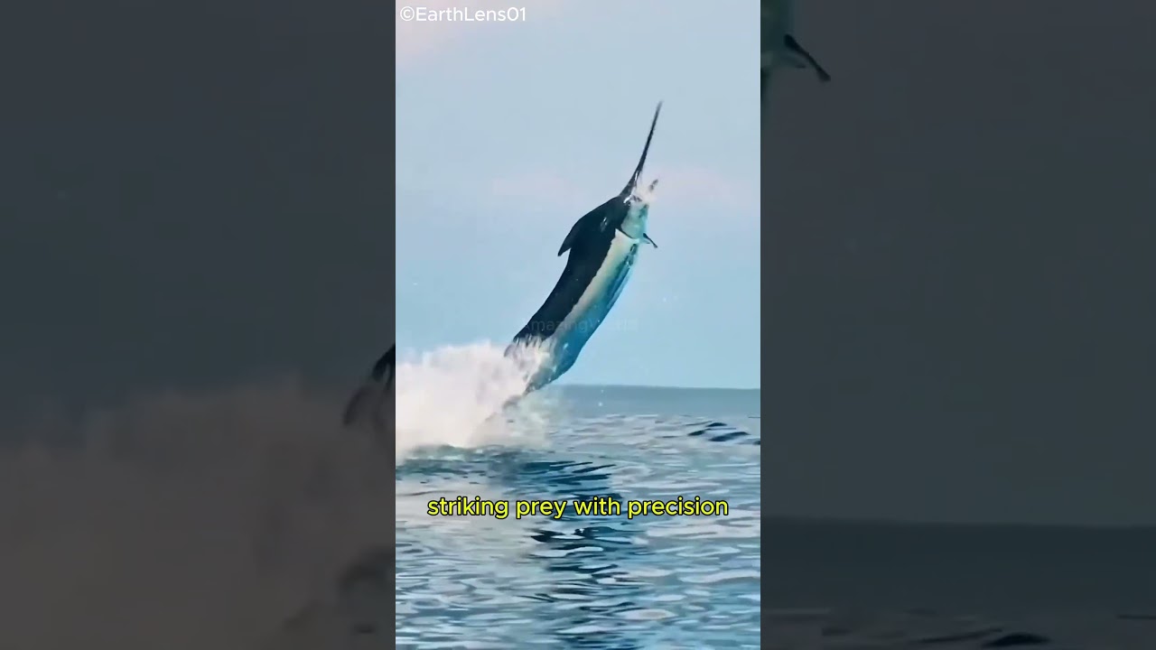 Swordfish: The Ocean&rsquo;s Blade in Action! ⚔️🌊