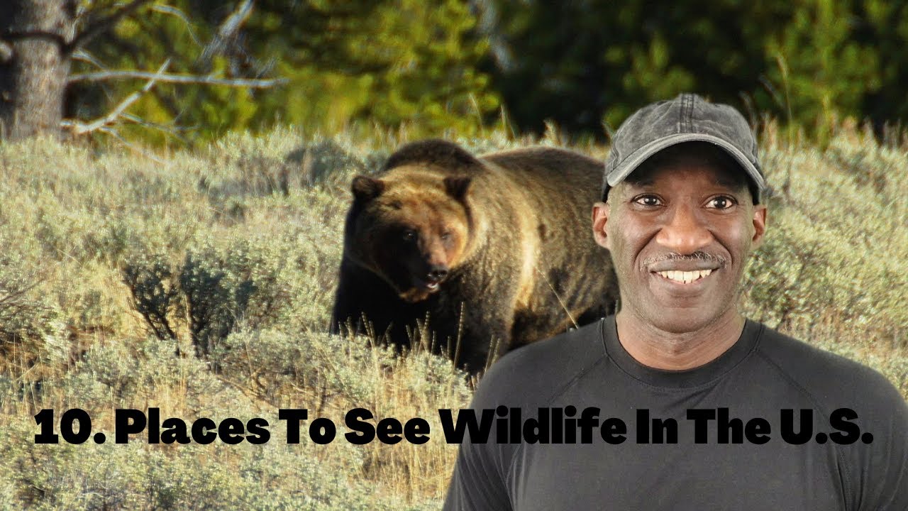 10 Places to see wildlife in the USA