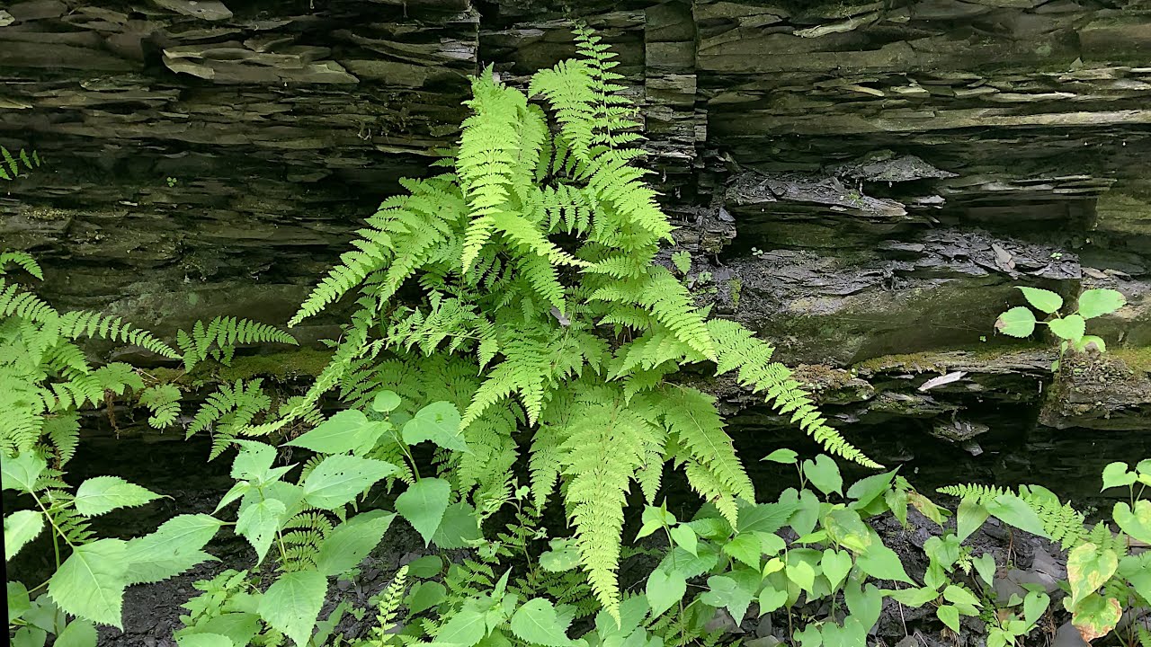 Bulblet Ferns
