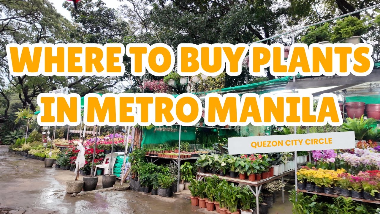 PLANT HUNTING: Where to Buy Plants in Metro Manila